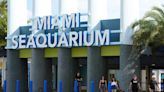 Miami Seaquarium park, accused of poor maintenance, not caring for animals, faces eviction