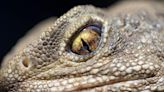 Ancient three-eyed reptiles get new home at Chester Zoo