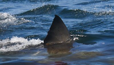 Severe shark attack reported at South Padre Island beach