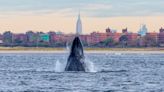 Gotham Whale, a New York City-based nonprofit, allows citizen scientists to assist in conservation efforts