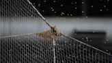 A Phoenix-area bee expert became MVP of Tuesday's Diamondbacks-Dodgers game