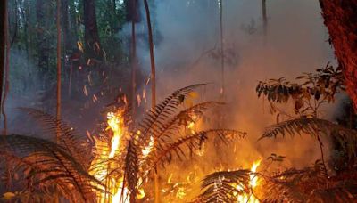 Incendio forestal amenaza con consumir por completo Prusia en Cartago | Teletica