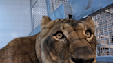 Great Plains Zoo brings in another lion as exhibit prepares for June opening