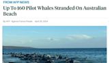 逾百頭領航鯨在澳大利亞海灘擱淺 已有26頭鯨死亡！-國際在線