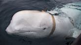 Norway warns people to keep away from ‘spy’ whale for animal’s safety