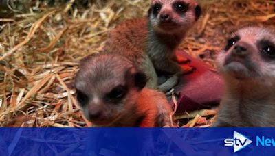 Three tiny meerkat pups born at safari park after 'tense' start in life