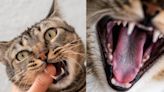 Estos son los remedios caseros para curar la gingivitis en gatos, según especialista