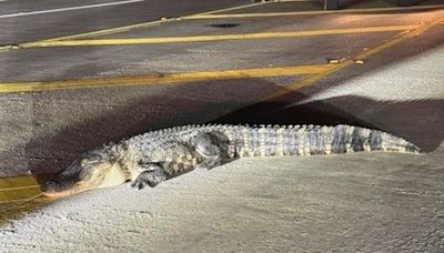 Texas police officer bitten while corralling giant alligator