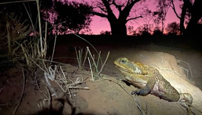 End of the road for cane toad? Plan targets spread of pest