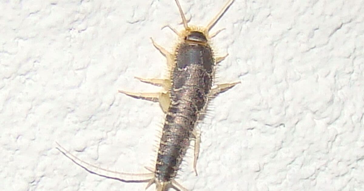 Remove nightmare silverfish from your home with natural kitchen ingredient