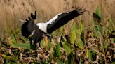 It was once the largest wood stork nursery in North America. Now, it's nearly bereft of birds.