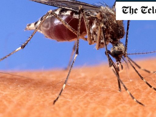 West Nile fever surges in Israel