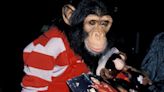 Michael Jackson's chimpanzee Bubbles is living the good life