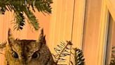 Owl found living in Kentucky family's Christmas tree days after it was decorated