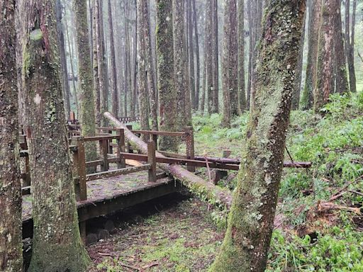 全面檢視安全 阿里山林鐵和遊樂區7/27持續停駛休園