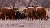 Clues from bird flu’s ground zero on dairy farms in the Texas Panhandle