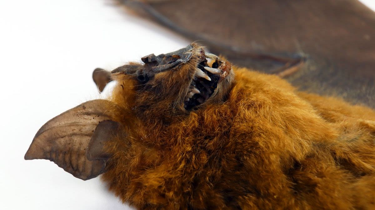 The 'frivolous' trade in taxidermied bats