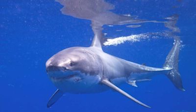 Great white shark spotted off Southern Maine beaches