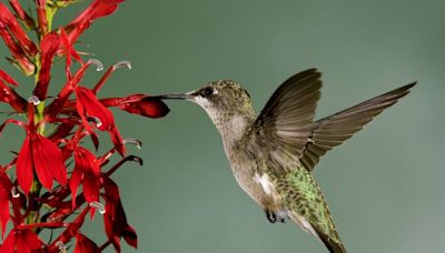 When do hummingbirds return to Kansas City? Here’s the perfect recipe to attract them