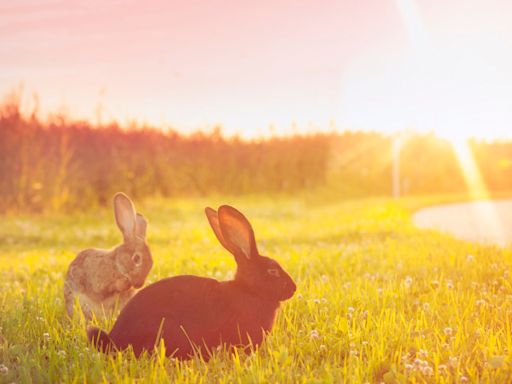Vet shares 6 tips on how to keep a rabbit cool in summer