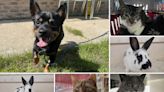 6 pets from RSPCA Dorset who are on the lookout for their forever homes