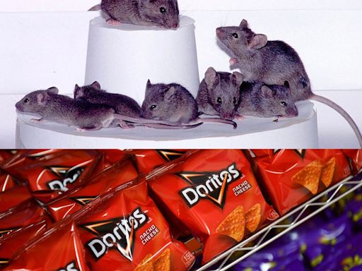 Dye in Doritos used in experiment that, like a 'magic trick,' created see-through mice