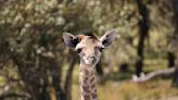 Adorable Baby Giraffe Fights to Stay Awake at Memphis Zoo and It’s Too Cute