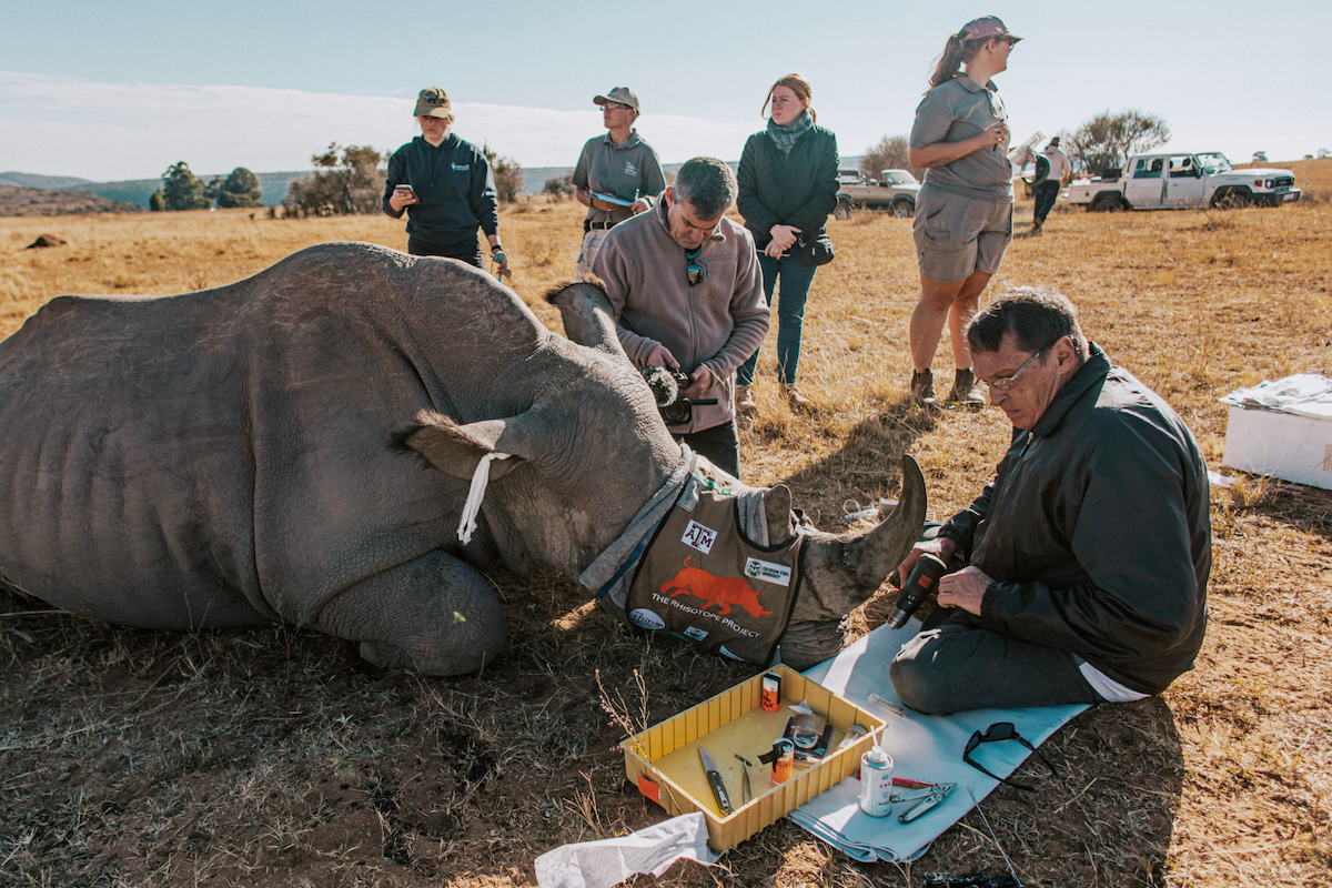 Researchers Turn Rhino Horns Radioactive to Fight Poaching