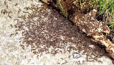 Ant infestations will be wiped out by one natural remedy as they don’t like it