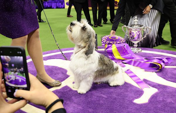 Who will win Best in Show? Schedule, TV, streaming info for 2024 Westminster Dog Show