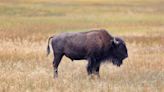 Yellowstone Tourist Roars at Bison Before Getting Attacked