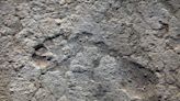 Fossil tracks in South Africa may be oldest evidence yet of humans wearing footwear