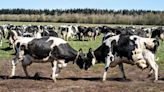 What is Denmark's pioneering carbon tax on gassy cows and pigs?