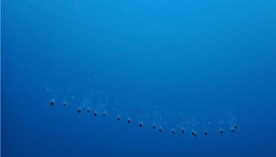 澎湖男夜釣驚見「肉靈芝」 透明果凍竟是溫室救星 - 生活