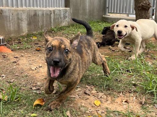 台中每年逾300隻毛孩淪孤兒 飼主拒續養將列黑名單 - 生活