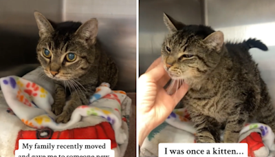 Face of senior cat who was "loved for 14 years" before ending up in shelter