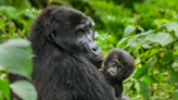 Baby Gorilla Celebrates 1st Birthday at Pittsburgh Zoo and Chaos Ensues