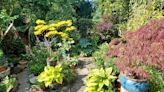 Explore Hull's Avenues Open Gardens 2024