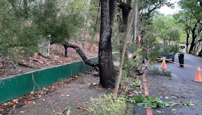 澄清湖樹木倒塌 66歲男散步遭壓無辜喪命