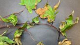 MARLOWE: Here's How To Combat Maple Anthracnose
