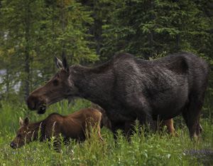A moose killed a man in Alaska. Could it happen in Washington?
