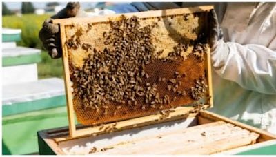 Beekeeper Discovers Over 50,000 Bees in 100-Year-Old Farmhouse | Video