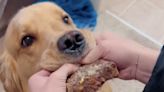 Watch This Golden Retriever Steal His Owner's Steak and Go Full Jaws of Steel