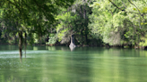 Declining Texas springs point to possible risks for state water supplies