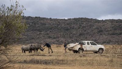 Usan material radiactivo para disuadir cazadores de rinocerontes en Sudáfrica | Teletica