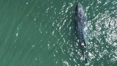 無尾座頭鯨美國西海域漂流 形同失去雙腿苦況令人心痛