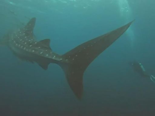 超大隻！澎湖南方四島潛水客發現「巨無霸」鯨鯊 台灣近年首見