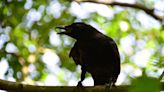 Crows Have Been Keeping an Incredible Secret: They Can Count Out Loud Like Human Toddlers