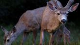 COVID detected in a California mule deer, first wildlife case in state