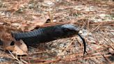 40 eastern indigo snakes released in Alabama to repopulate threatened species
